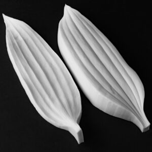Lily - Oriental Extra Large Leaf Botanically Correct Veiner By Robert Haynes