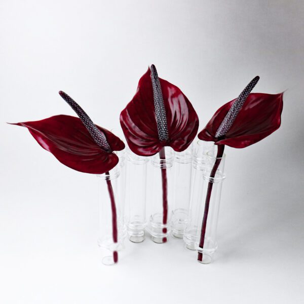 Anthurium Marea Spathe Botanically Correct Veiner By Robert Haynes  Sugar  Flower Studio